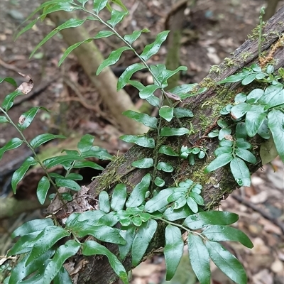 Unidentified Fern or Clubmoss at Pipeclay, NSW - 11 Nov 2024 by MVM