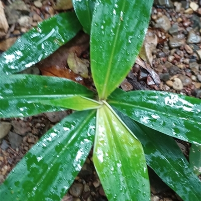 Unidentified Plant at Pipeclay, NSW - 11 Nov 2024 by MVM