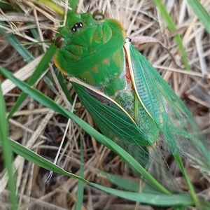 Cyclochila australasiae at Pipeclay, NSW - suppressed