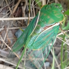 Cyclochila australasiae at Pipeclay, NSW - suppressed