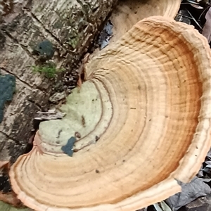 Stereum ostrea at Pipeclay, NSW - suppressed