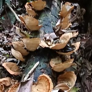 Stereum ostrea at Pipeclay, NSW - 11 Nov 2024