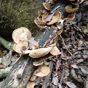 Stereum ostrea at Pipeclay, NSW - suppressed