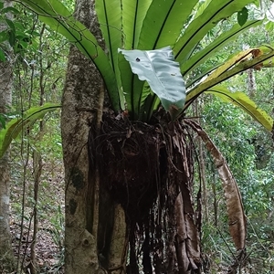 Asplenium australasicum at Pipeclay, NSW - suppressed