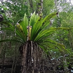 Asplenium australasicum at Pipeclay, NSW - suppressed