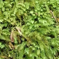 Unidentified Plant at Pipeclay, NSW - 11 Nov 2024 by MVM