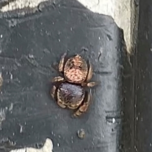 Simaethula sp. (genus) (A jumping spider) at East Maitland, NSW by Spider8ait1994