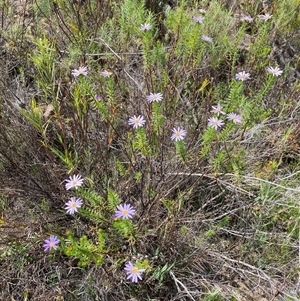 Olearia tenuifolia at Tharwa, ACT - 12 Nov 2024