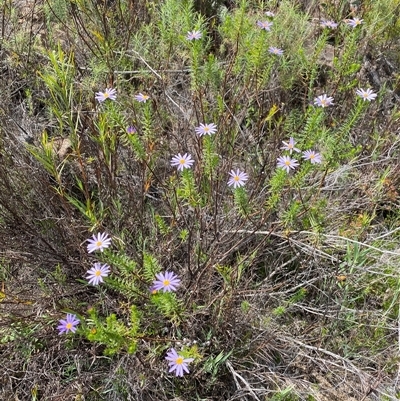 Olearia tenuifolia (Narrow-leaved Daisybush) at Tharwa, ACT - 12 Nov 2024 by AdamHenderson