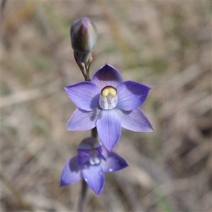 Thelymitra peniculata at Gundary, NSW - suppressed