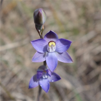 Thelymitra peniculata (Blue Star Sun-orchid) at Gundary, NSW - 22 Oct 2024 by RobG1