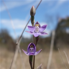 Thelymitra peniculata at Gundary, NSW - suppressed