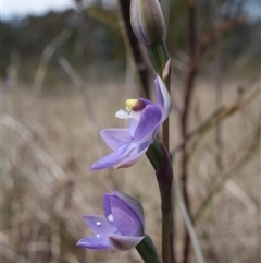 Thelymitra peniculata at Gundary, NSW - suppressed