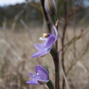 Thelymitra peniculata at Gundary, NSW - suppressed