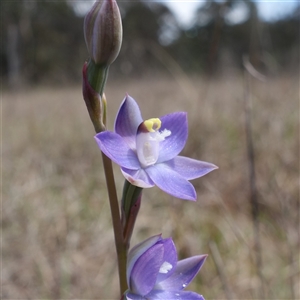 Thelymitra peniculata at Gundary, NSW - suppressed