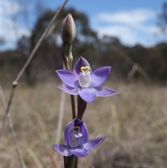 Thelymitra peniculata at Gundary, NSW - suppressed