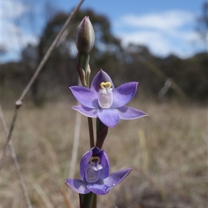 Thelymitra peniculata at Gundary, NSW - suppressed