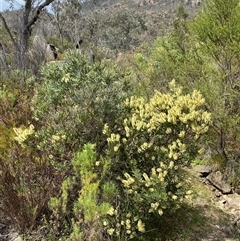 Callistemon pallidus (Lemon Bottlebrush) at Tharwa, ACT - 12 Nov 2024 by AdamHenderson