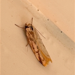 Unidentified Concealer moth (Oecophoridae) at Aranda, ACT - 11 Nov 2024 by Jubeyjubes