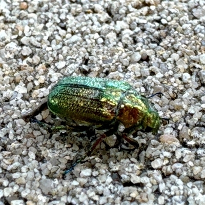 Diphucephala sp. (genus) (Green Scarab Beetle) at Aranda, ACT - 11 Nov 2024 by Jubeyjubes