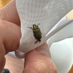 Diphucephala sp. (genus) at Aranda, ACT - 12 Nov 2024