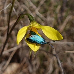 Pollanisus (genus) (A Forester Moth) at Gundary, NSW - 22 Oct 2024 by RobG1