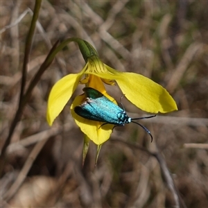 Pollanisus (genus) at Gundary, NSW - suppressed