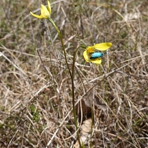 Pollanisus (genus) at Gundary, NSW - suppressed