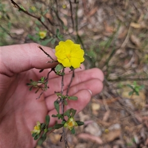 Hibbertia obtusifolia at Uriarra Village, ACT - 10 Nov 2024 10:52 AM