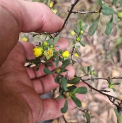 Hibbertia obtusifolia at Uriarra Village, ACT - 10 Nov 2024