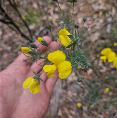 Gompholobium huegelii (pale wedge–pea) at Uriarra Village, ACT - 9 Nov 2024 by Jackserbatoioactgov