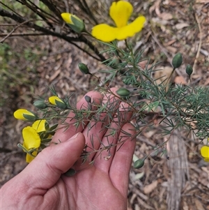 Gompholobium huegelii at Uriarra Village, ACT - 10 Nov 2024 10:47 AM