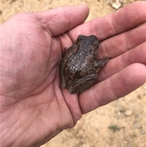 Litoria peronii at Wamboin, NSW - 12 Nov 2024 12:25 PM