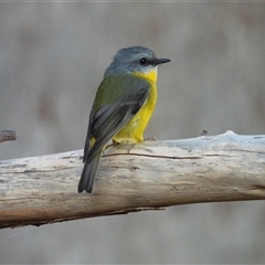 Eopsaltria australis (Eastern Yellow Robin) at Pipeclay, NSW - 7 Jul 2023 by MVM