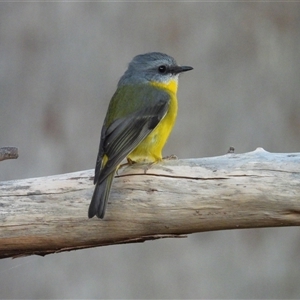 Eopsaltria australis at Pipeclay, NSW - 7 Jul 2023