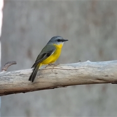 Eopsaltria australis at Pipeclay, NSW - suppressed