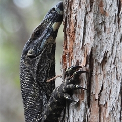 Varanus varius at Pipeclay, NSW - 5 Oct 2024 by MVM