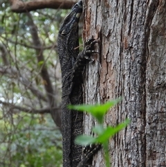 Varanus varius at Pipeclay, NSW - 5 Oct 2024