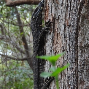 Varanus varius at Pipeclay, NSW - suppressed