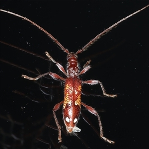 Coptocercus biguttatus at Rosedale, NSW - 6 Nov 2024