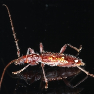 Coptocercus biguttatus at Rosedale, NSW - 6 Nov 2024 09:56 PM