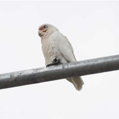 Cacatua sanguinea (Little Corella) at Lawson, ACT - 11 Nov 2024 by AlisonMilton