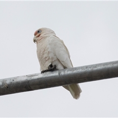 Cacatua sanguinea at Lawson, ACT - 11 Nov 2024 10:27 AM