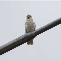 Cacatua sanguinea at Lawson, ACT - 11 Nov 2024 10:27 AM