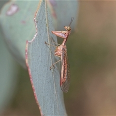 Campion australasiae at Higgins, ACT - 11 Nov 2024 by AlisonMilton