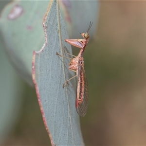 Campion sp. (genus) at Higgins, ACT - 11 Nov 2024 02:11 PM