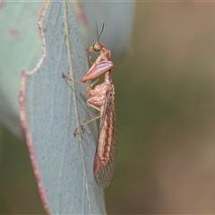 Campion sp. (genus) at Higgins, ACT - 11 Nov 2024