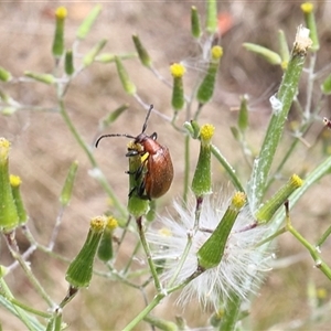 Ecnolagria grandis at Lyons, ACT - 12 Nov 2024