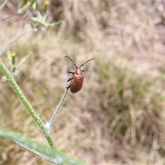 Ecnolagria grandis at Lyons, ACT - 12 Nov 2024 12:24 PM