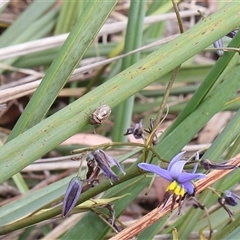 Menida plebeia at Lyons, ACT - 12 Nov 2024 by ran452